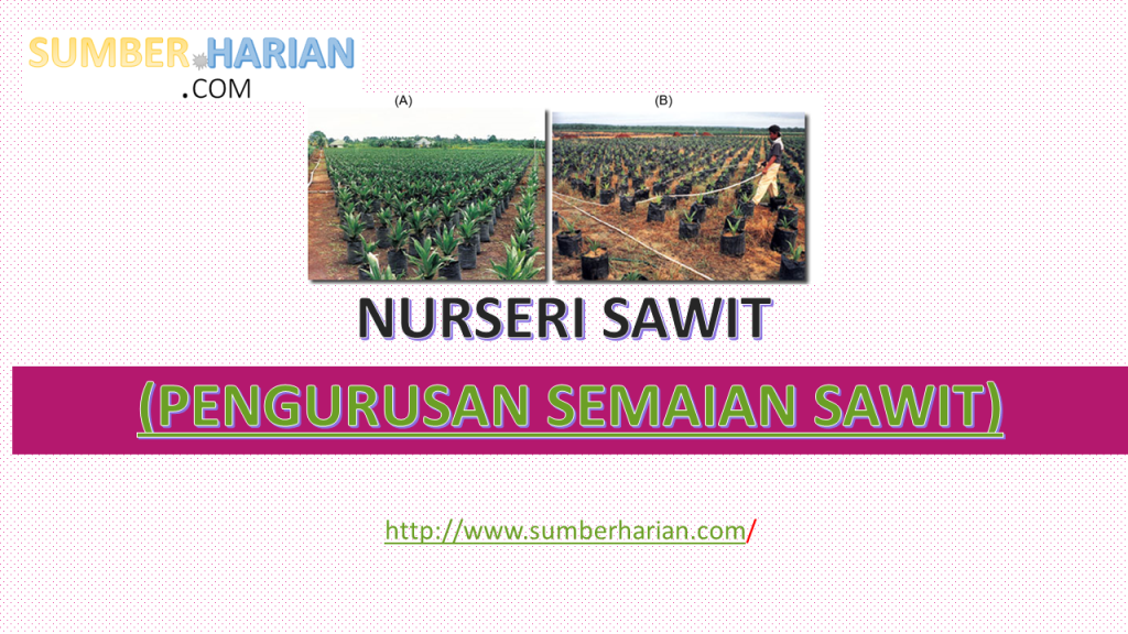NURSERI SAWIT