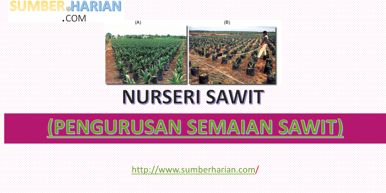 PENGURUSAN NURSERI SAWIT – (SEMAIAN SAWIT)